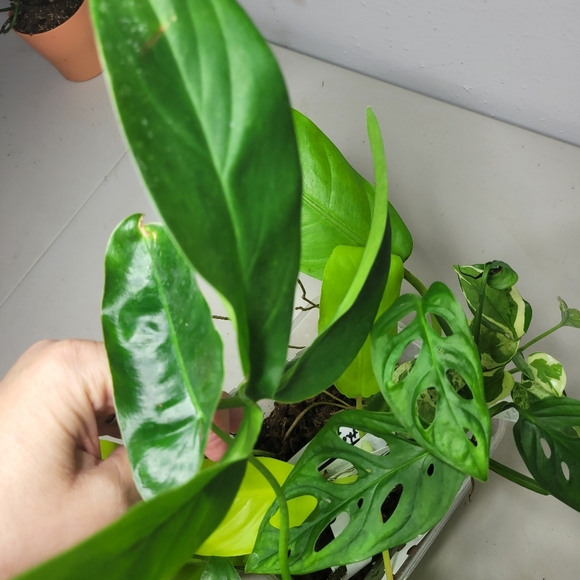 Starter plants nice selection of 7 fresh cut plant with nodes and or air roots - Picture 9 of 11